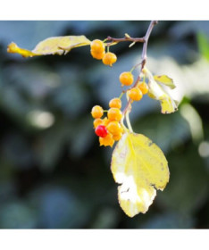 Oriental bittersweet (male) P9/C1 i 2l