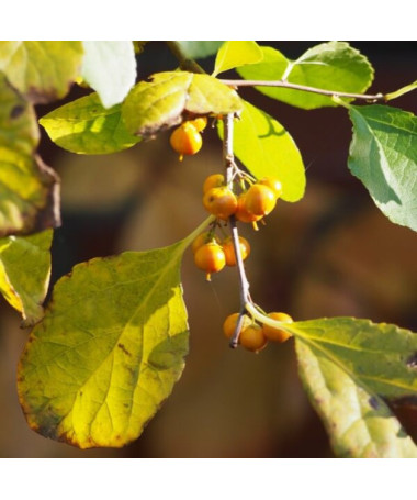 Oriental bittersweet (male) P9/C1 i 2l