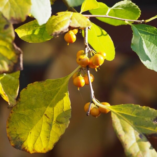 Oriental bittersweet (male) P9/C1 i 2l