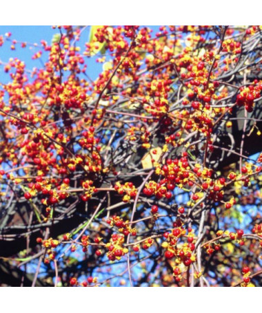 Oriental bittersweet  (female) P9/C1 i 2l