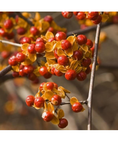 Oriental bittersweet  (bisexual) P9/C1