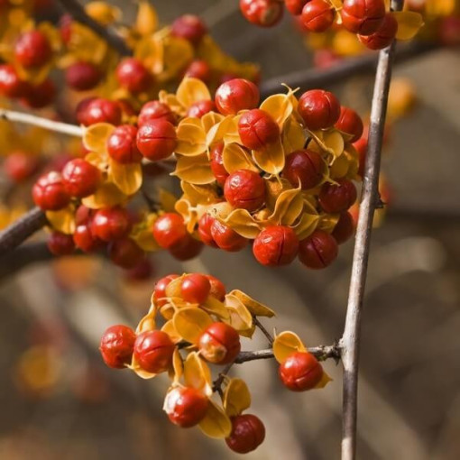 Oriental bittersweet  (bisexual) P9/C1