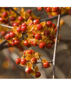 Oriental bittersweet  (bisexual) P9/C1