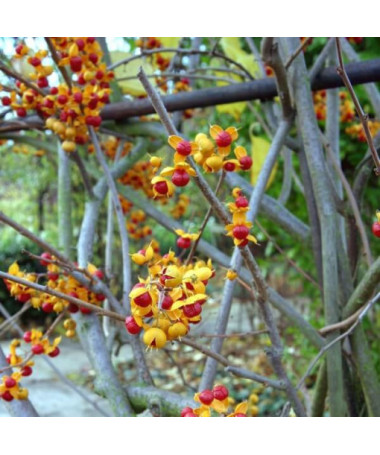 Oriental bittersweet  (bisexual) P9/C1