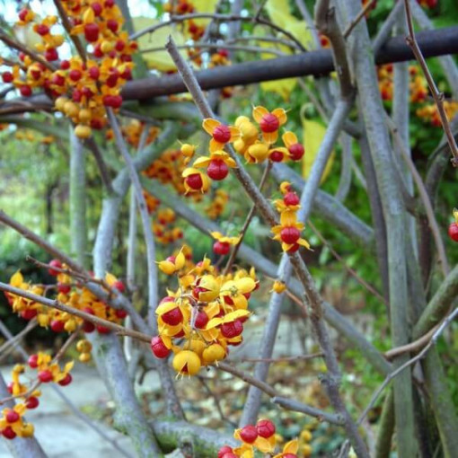 Oriental bittersweet  (bisexual) P9/C1