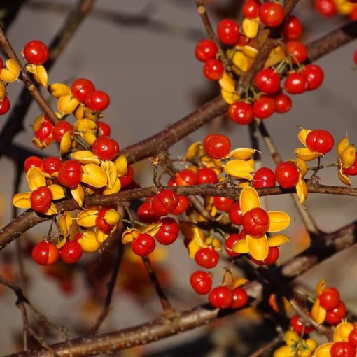 Oriental bittersweet  (bisexual) P9/C1