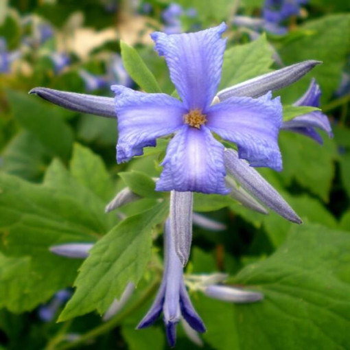 Set of 5 pcs - Clematis in P9/C1 pots