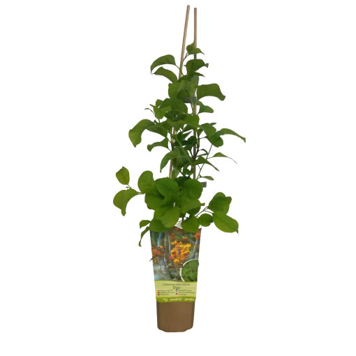 Oriental bittersweet  (bisexual) P9/C1