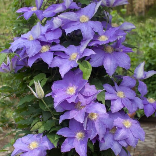 Clematis Rhapsody
