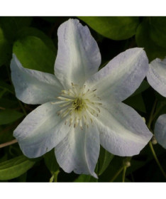 Clematis Yukikomachi (large-flowered)
