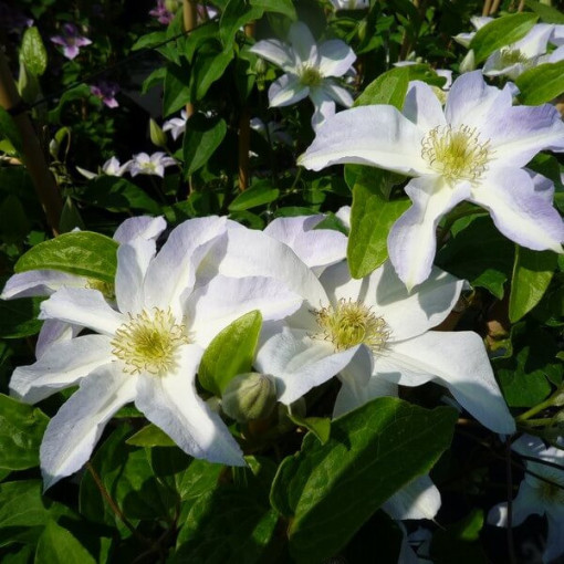 Clematis Yukikomachi (large-flowered)