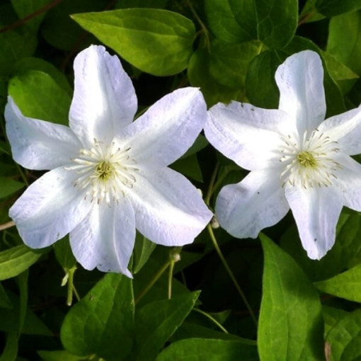 Clematis Yukikomachi (large-flowered)