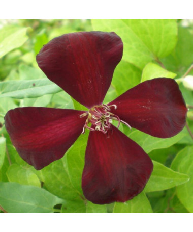 Clematis Westerplatte