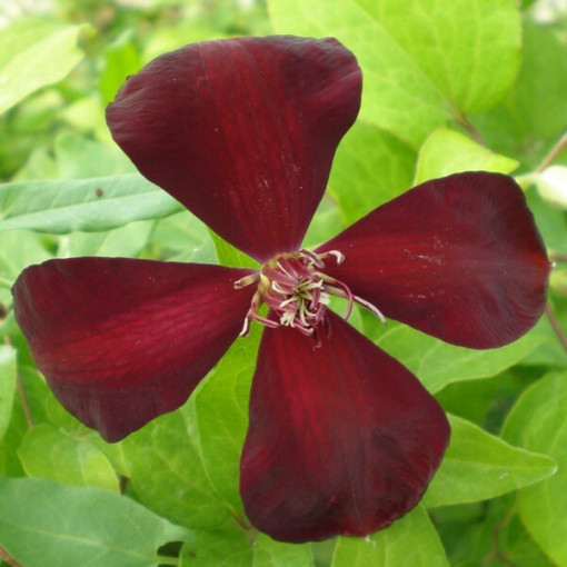 Clematis Westerplatte