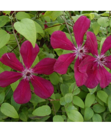 Clematis Westerplatte