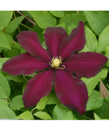 Clematis Warszawska Nike (large-flowered)