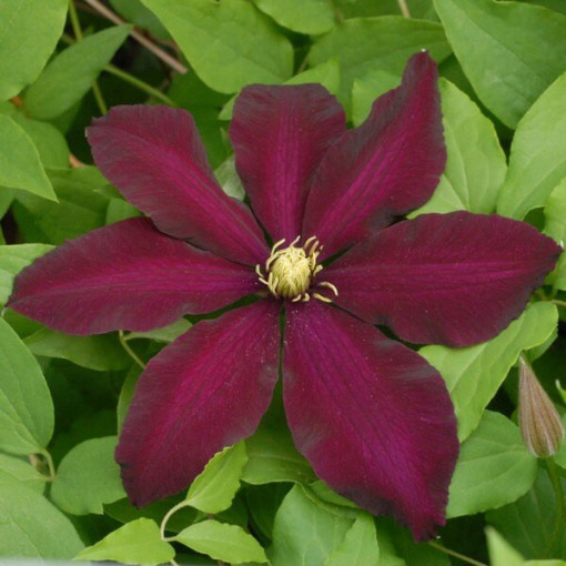 Clematis Warszawska Nike (large-flowered)