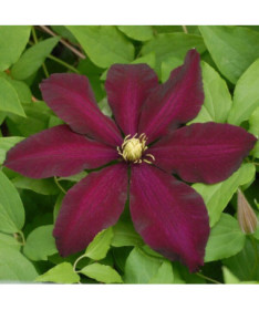 Clematis Warszawska Nike (large-flowered)