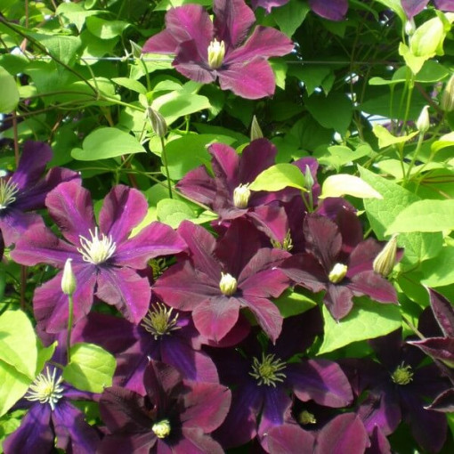 Clematis Warszawska Nike (large-flowered)