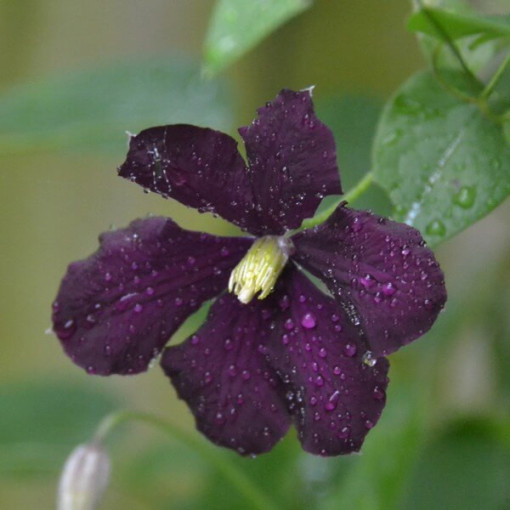 Clematis Warszawska Nike (large-flowered)