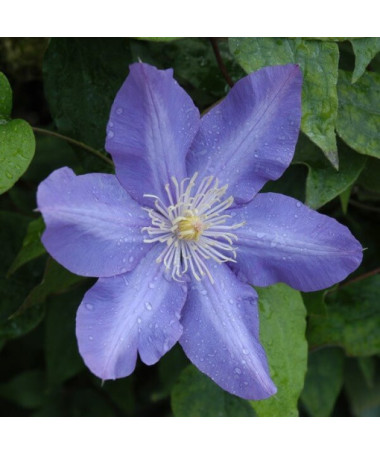 Clematis Vyvyan Pennell (large-flowered)