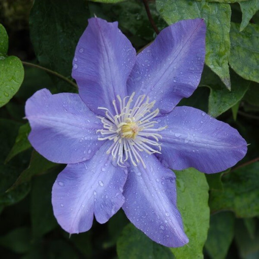 Clematis Vyvyan Pennell (large-flowered)