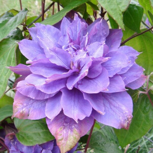 Clematis Vyvyan Pennell (large-flowered)