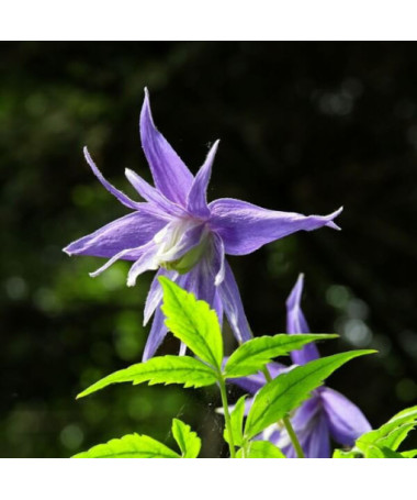 Clematis Botanic 'Violet Pink' (full)