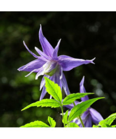 Clematis Botanic 'Violet Pink' (full)