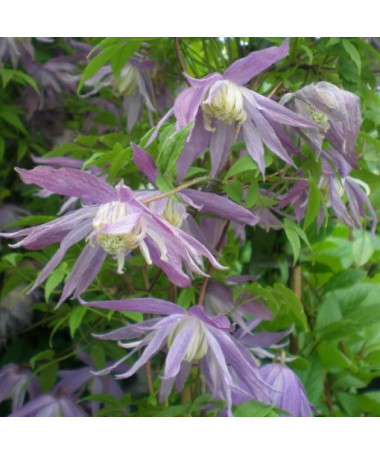 Clematis Botanic 'Violet Pink' (full)
