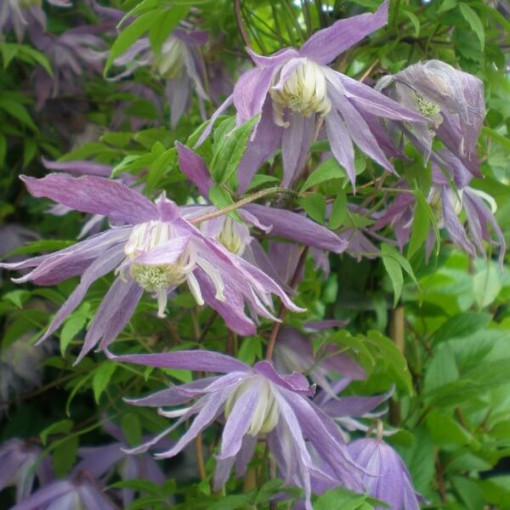 Clematis Botanic 'Violet Pink' (full)