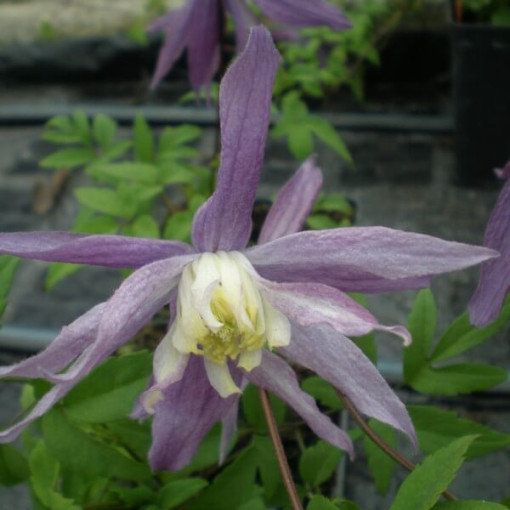 Clematis Botanic 'Violet Pink' (full)