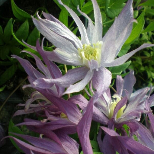 Clematis Botanic 'Violet Pink' (full)