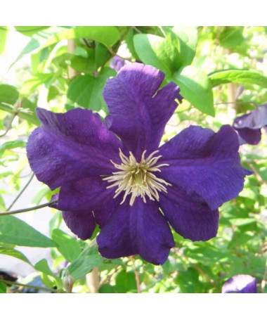 Clematis Viola (large-flowered)