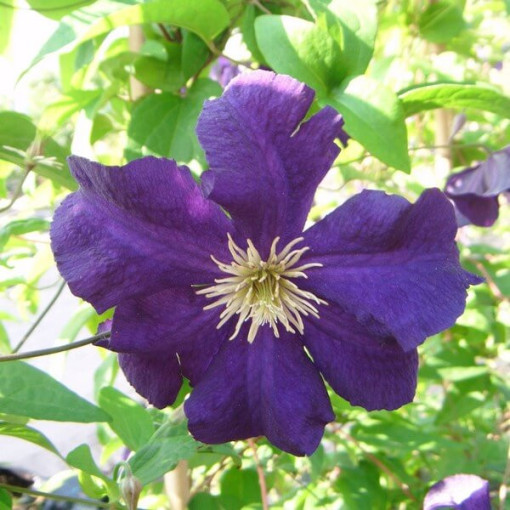 Clematis Viola (large-flowered)