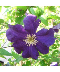 Clematis Viola (large-flowered)