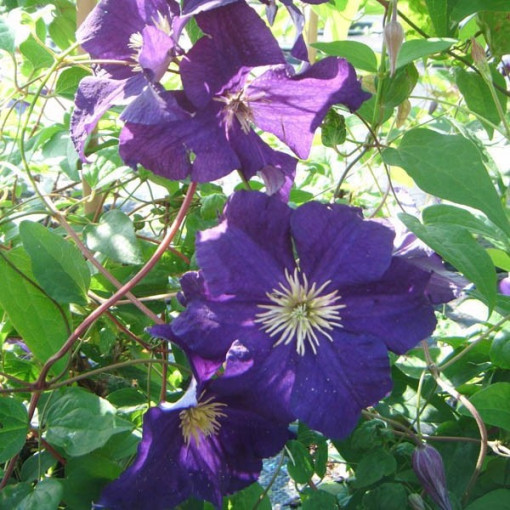 Clematis Viola (large-flowered)