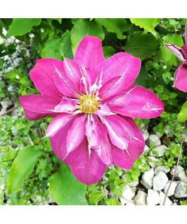 Clematis Vino (large-flowered)