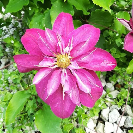 Clematis Vino (large-flowered)
