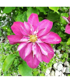 Clematis Vino (large-flowered)
