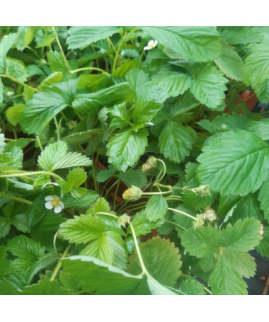 Strawberry MIX red-yellow 4L