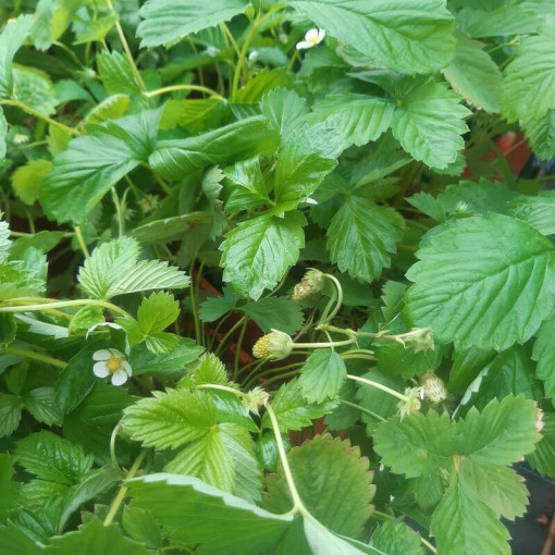 Strawberry MIX red-yellow 4L