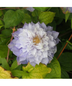Clematis Veronica's Choice (large-flowered, full)