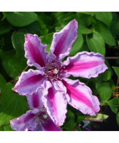 Clematis Tudor (large-flowered)