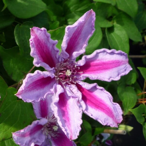 Clematis Tudor (large-flowered)