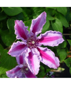 Clematis Tudor (large-flowered)