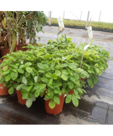 Strawberry MIX red-yellow 4L