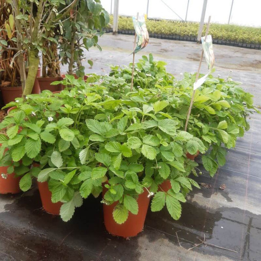 Strawberry MIX red-yellow 4L