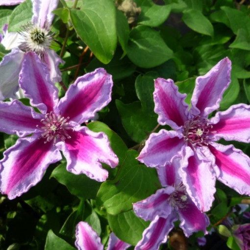 Clematis Tudor (large-flowered)
