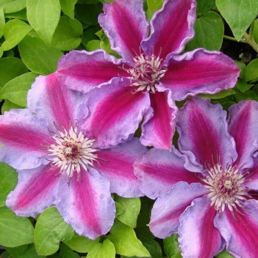 Clematis Tudor (large-flowered)